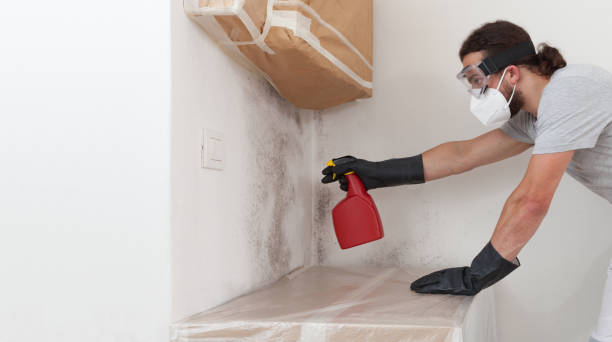 Professional Attic Mold Remediation technician working in Bayport, NY
